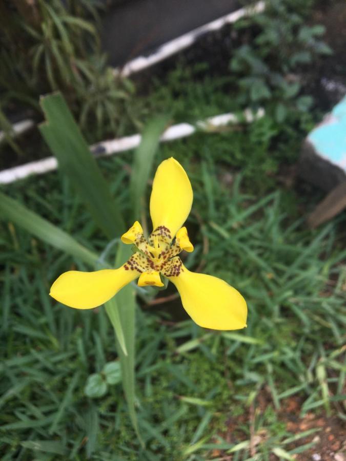 ホテル Cora Izone Cobán エクステリア 写真